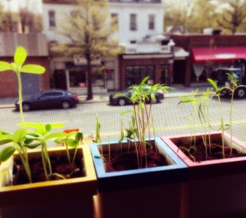 Root + Branchs upports neighborhood growth in DC